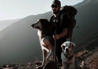 Trekking z psem - jak przygotować się do wspólnej przygody?
